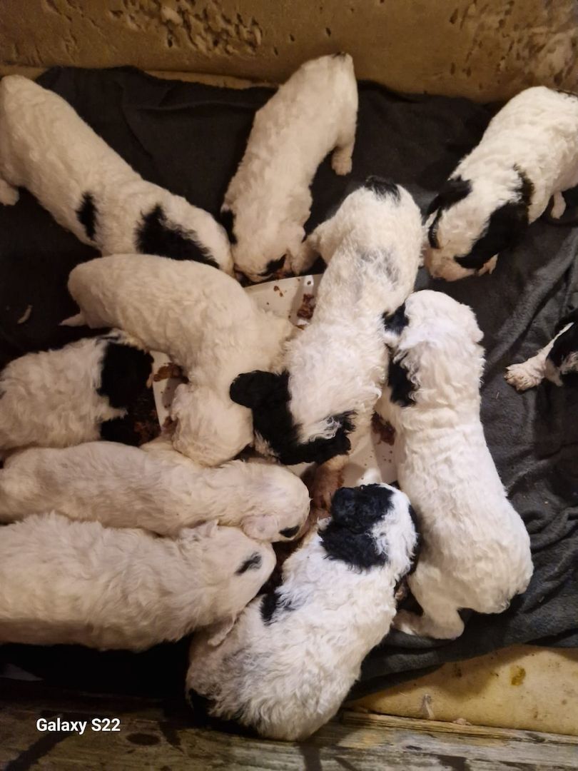 Spanischer Wasserhund Welpen Spanischer Wasserhund Welpen