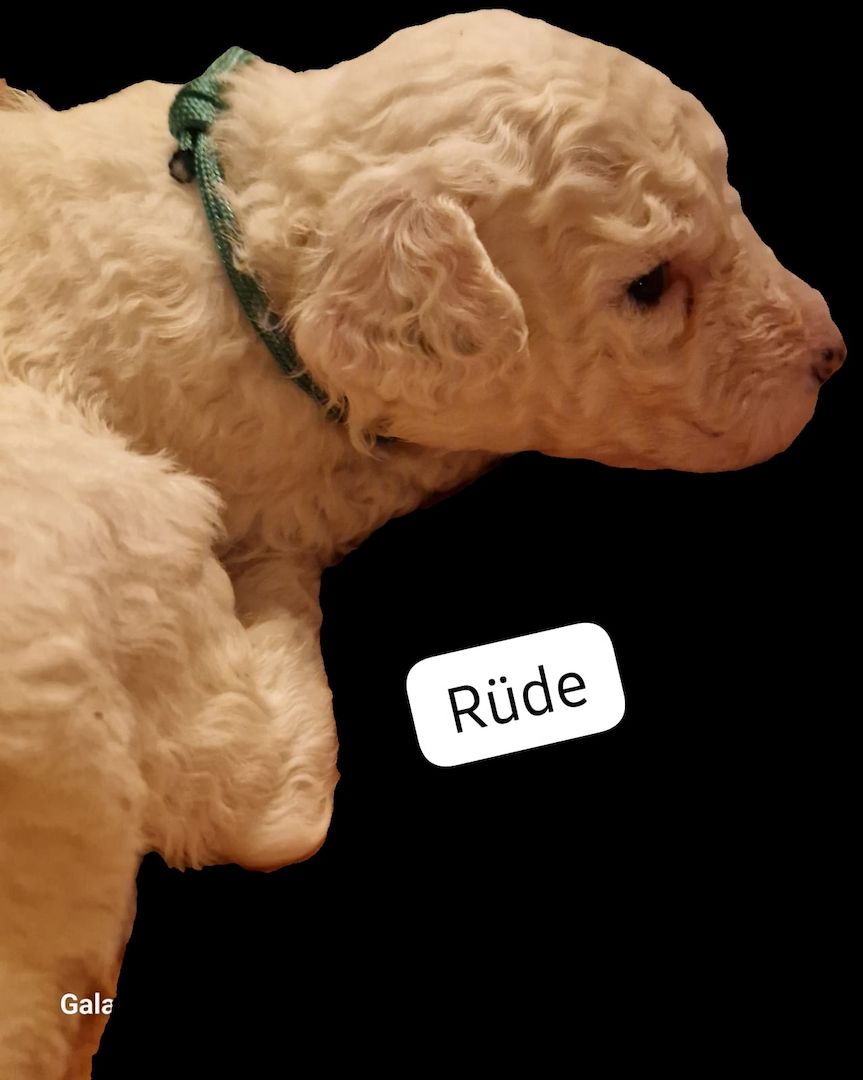 Spanischer Wasserhund Welpen Spanischer Wasserhund Welpen