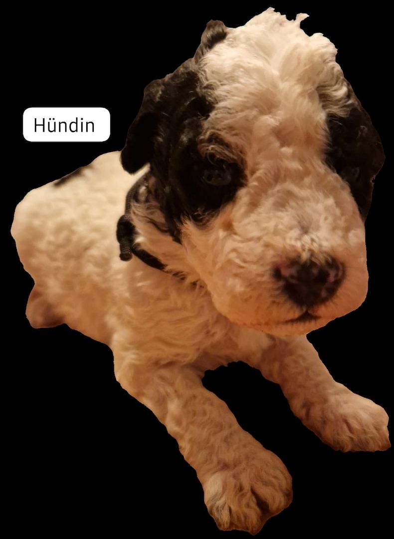 Spanischer Wasserhund Welpen Spanischer Wasserhund Welpen