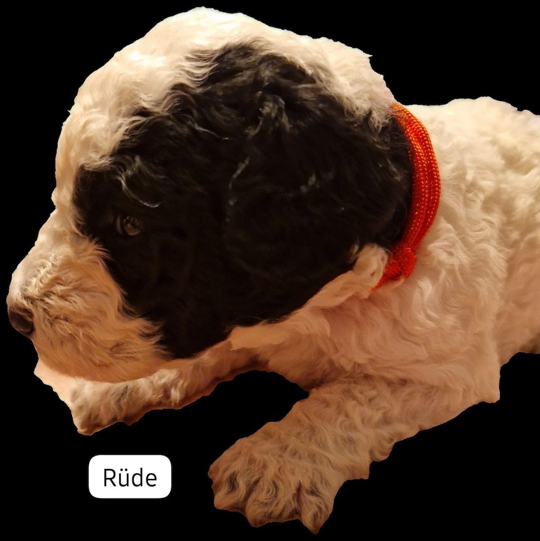 Spanischer Wasserhund Welpen Spanischer Wasserhund Welpen