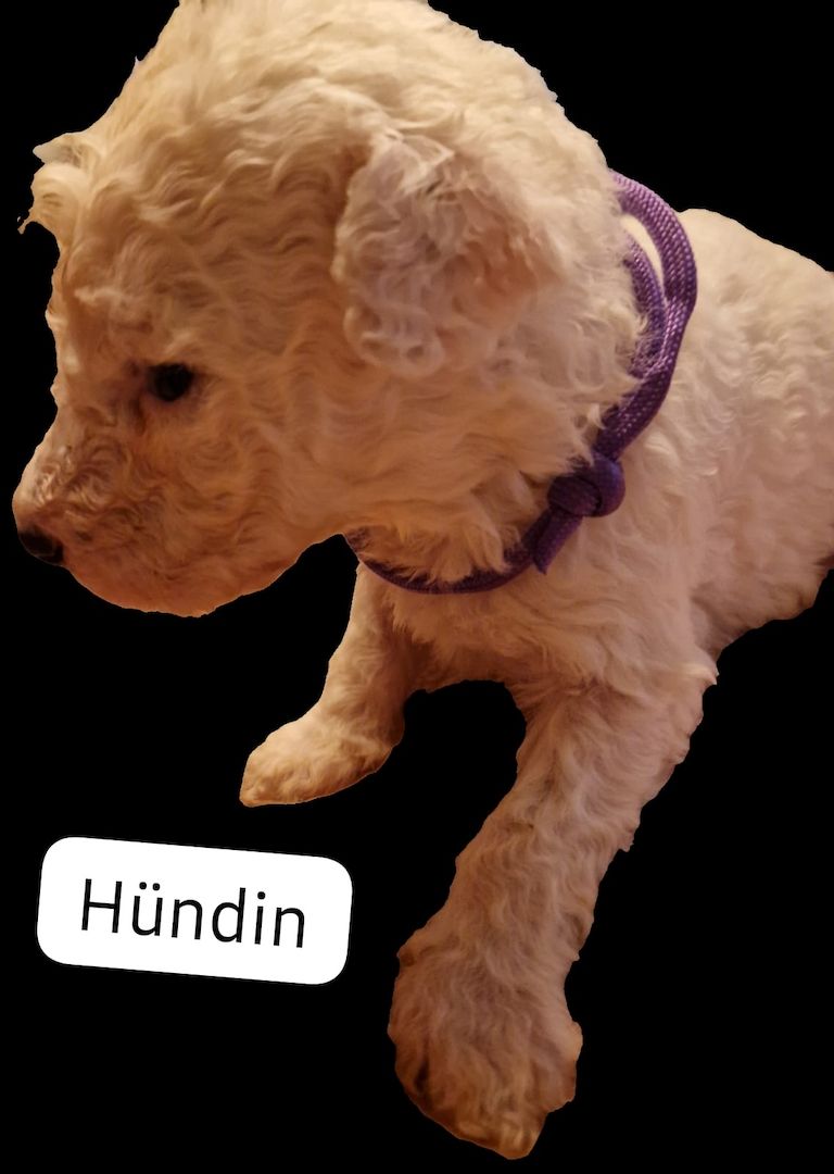 Spanischer Wasserhund Welpen Spanischer Wasserhund Welpen