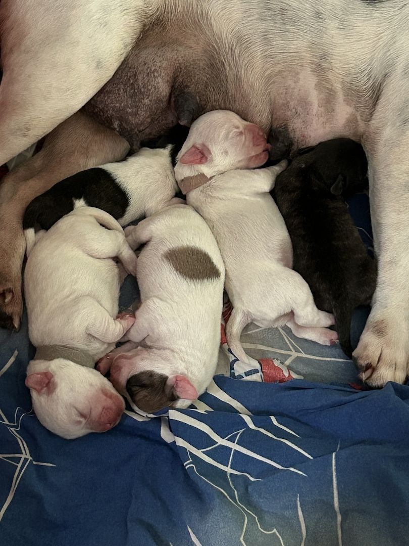 Frenchiepoo, Froodle, Französische Bulldogge x Toy Pudel