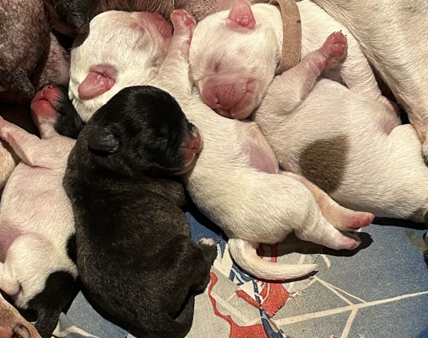 Frenchiepoo, Froodle, Französische Bulldogge x Toy Pudel
