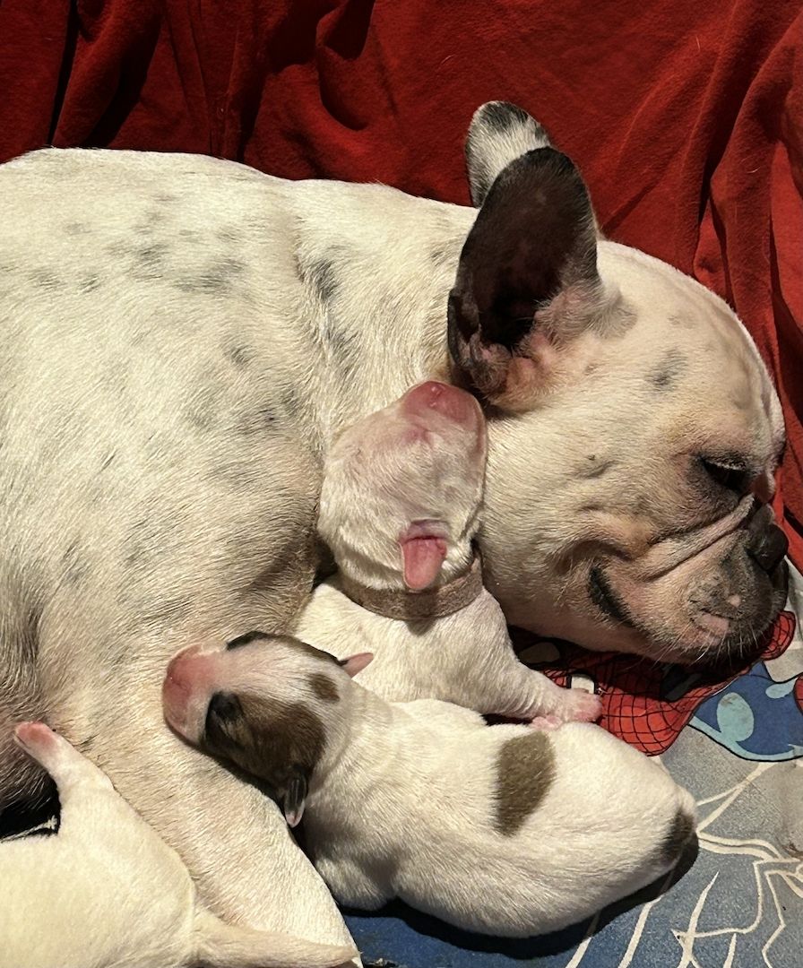 Frenchiepoo, Froodle, Französische Bulldogge x Toy Pudel