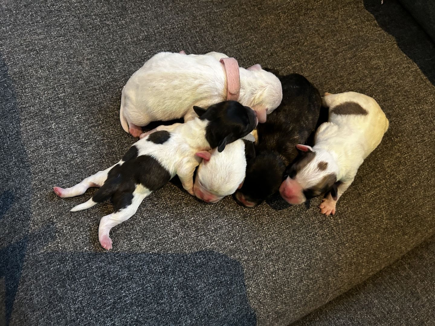 Frenchiepoo, Froodle, Französische Bulldogge x Toy Pudel