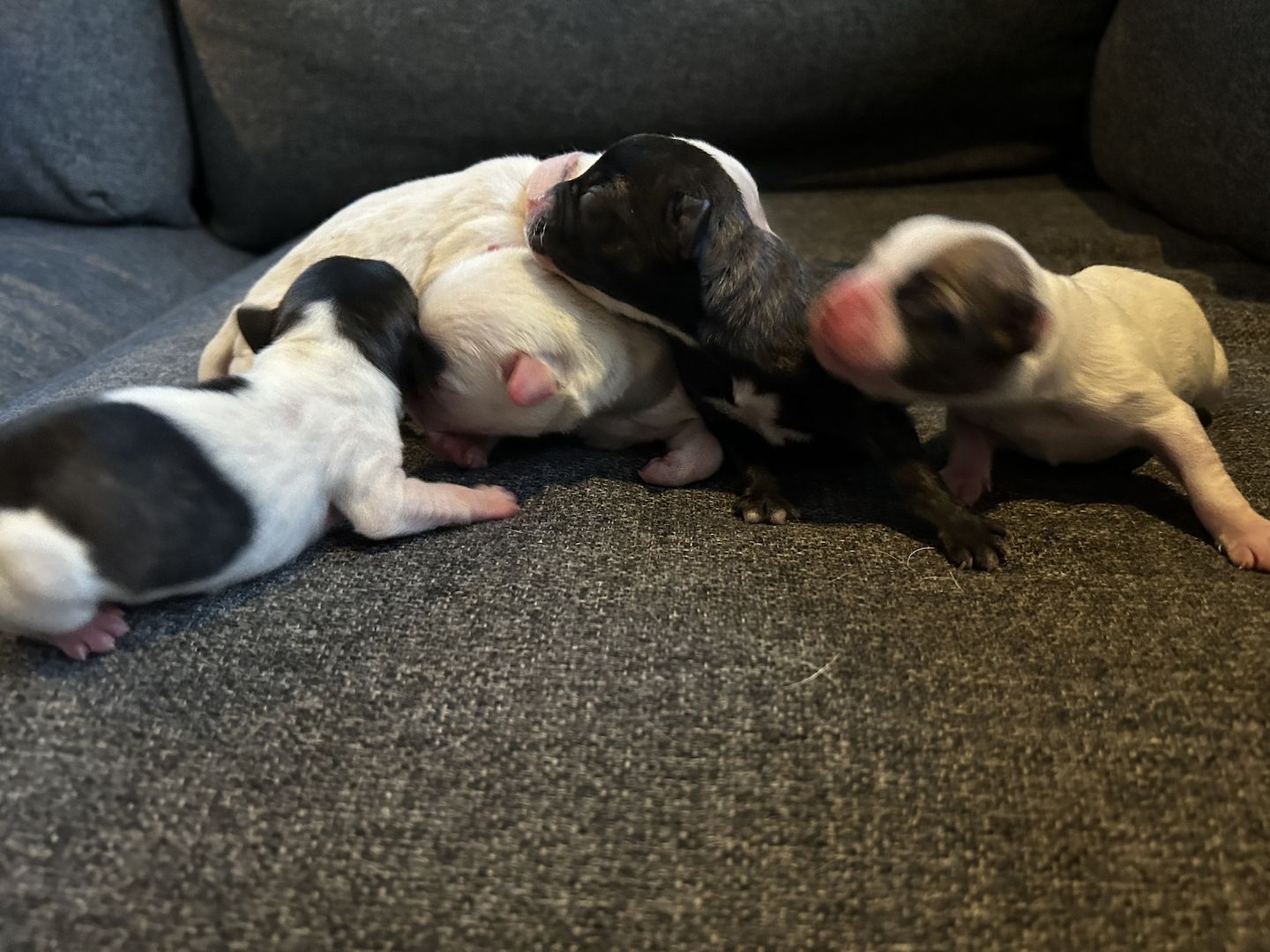 Frenchiepoo, Froodle, Französische Bulldogge x Toy Pudel