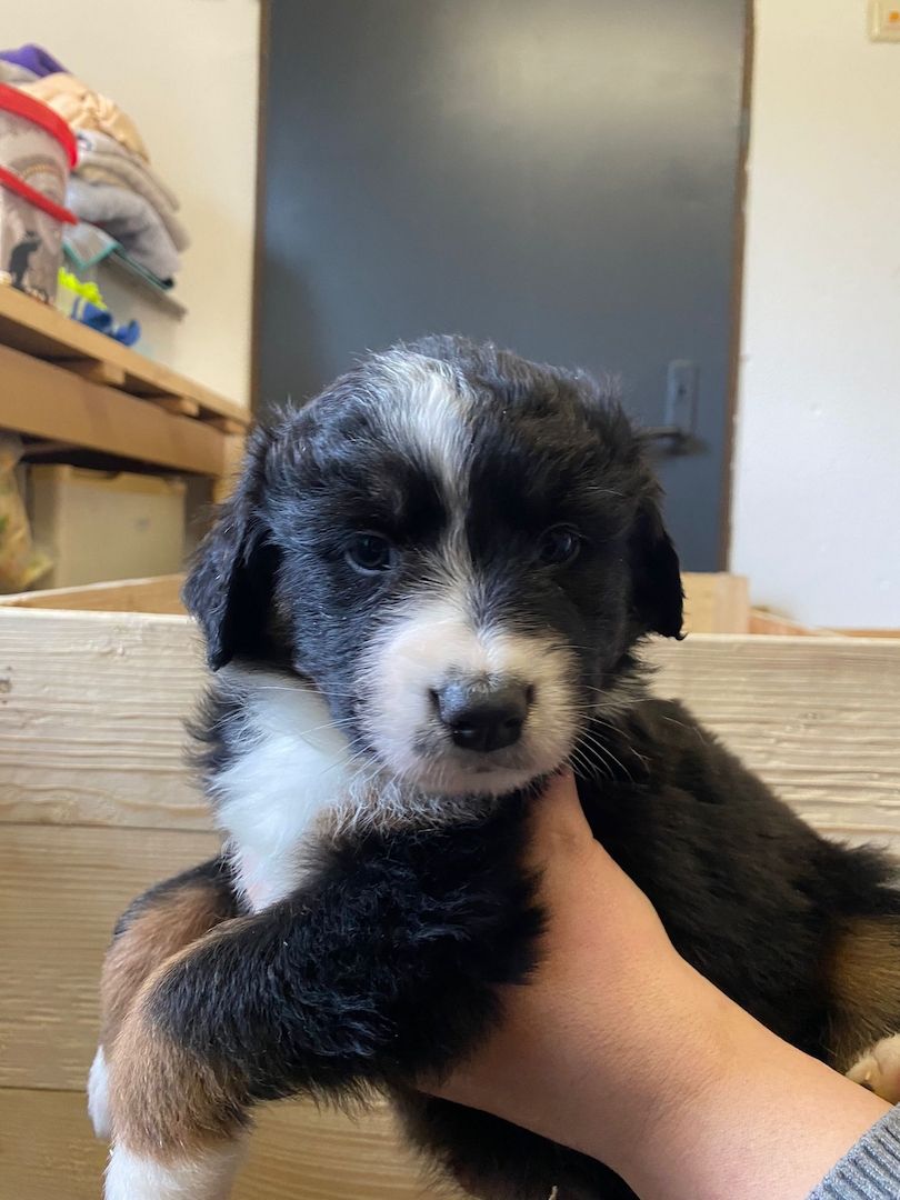Süße Aussie-Bernersennen-Mix Welpen Süße Aussie-Bernersennen-Mix Welpen