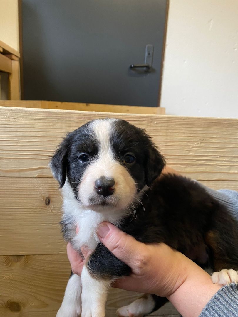 Süße Aussie-Bernersennen-Mix Welpen Süße Aussie-Bernersennen-Mix Welpen