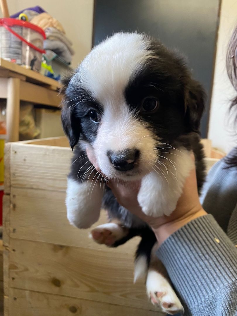 Süße Aussie-Bernersennen-Mix Welpen Süße Aussie-Bernersennen-Mix Welpen
