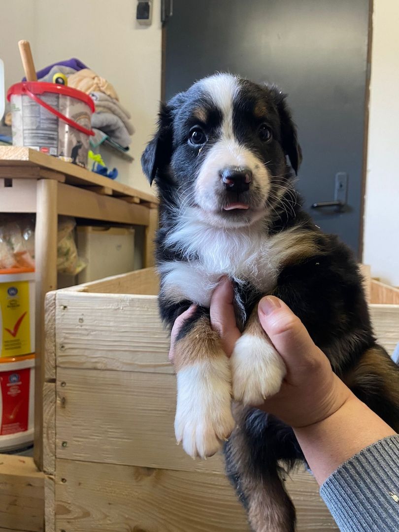 Süße Aussie-Bernersennen-Mix Welpen Süße Aussie-Bernersennen-Mix Welpen