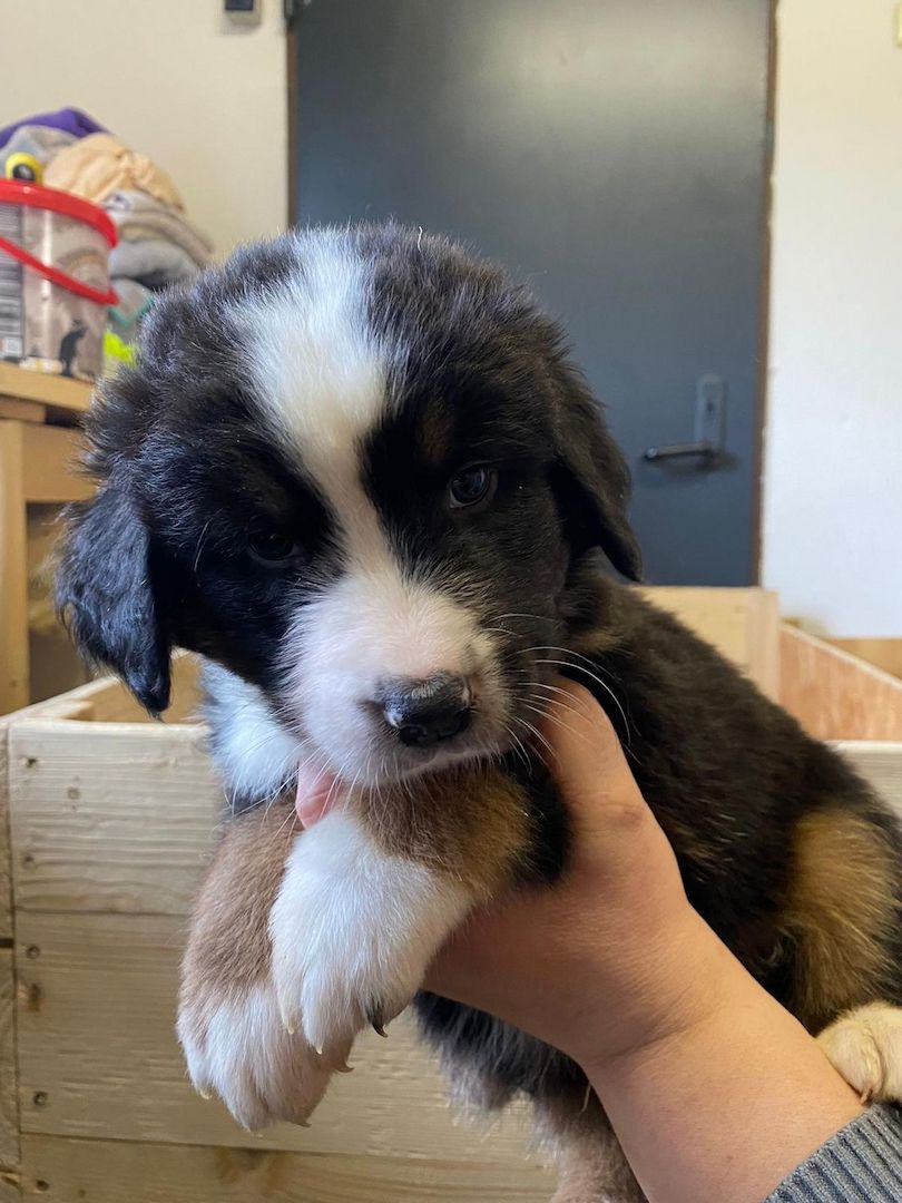 Süße Aussie-Bernersennen-Mix Welpen Süße Aussie-Bernersennen-Mix Welpen