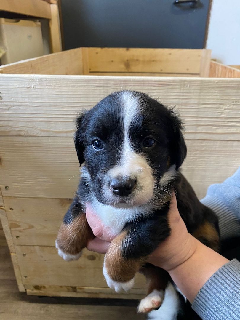 Süße Aussie-Bernersennen-Mix Welpen Süße Aussie-Bernersennen-Mix Welpen