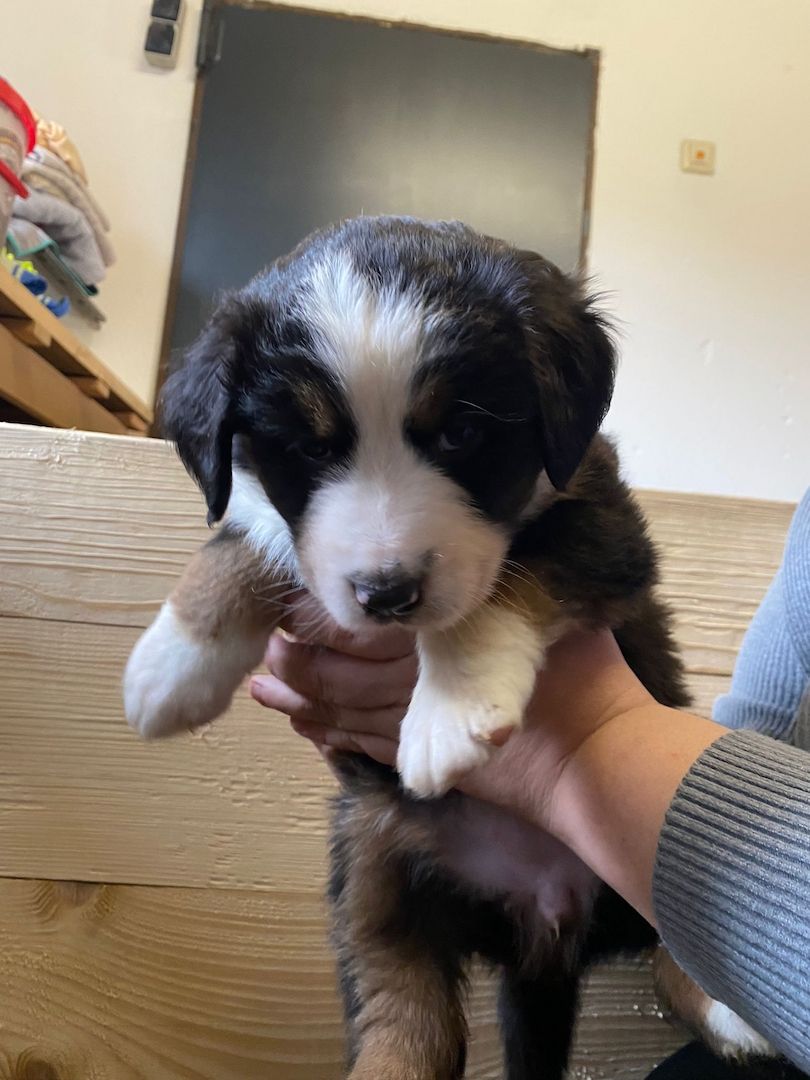 Süße Aussie-Bernersennen-Mix Welpen Süße Aussie-Bernersennen-Mix Welpen