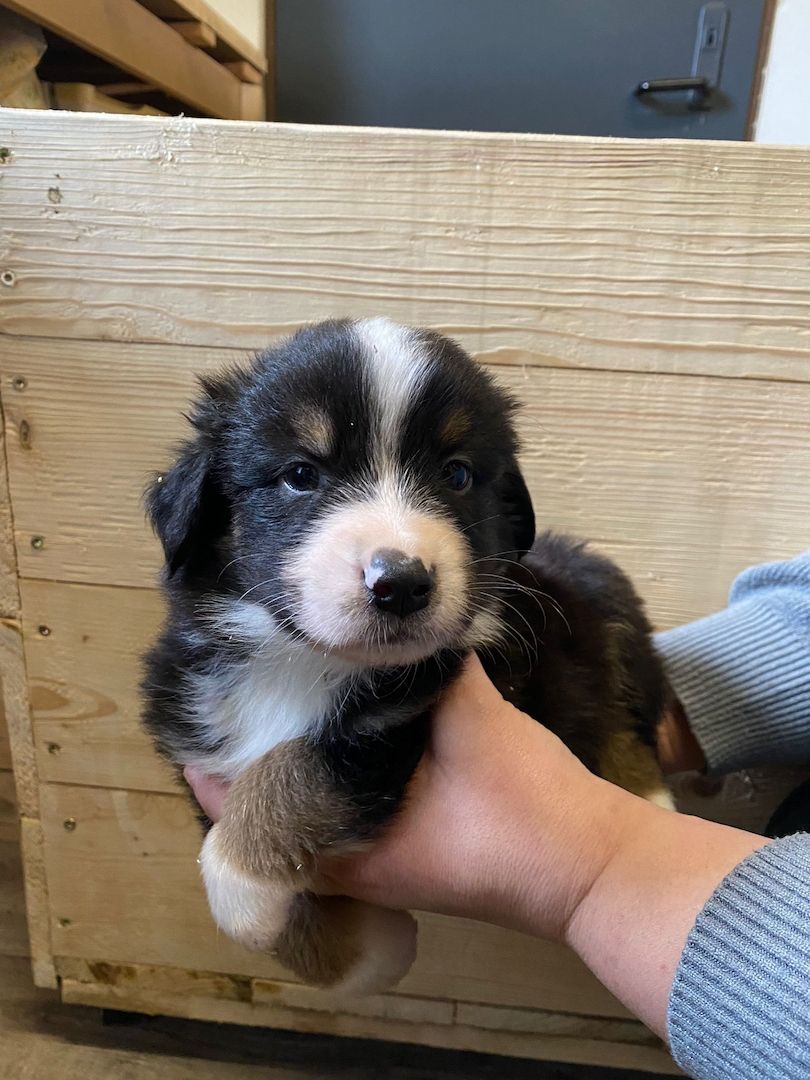 Süße Aussie-Bernersennen-Mix Welpen Süße Aussie-Bernersennen-Mix Welpen