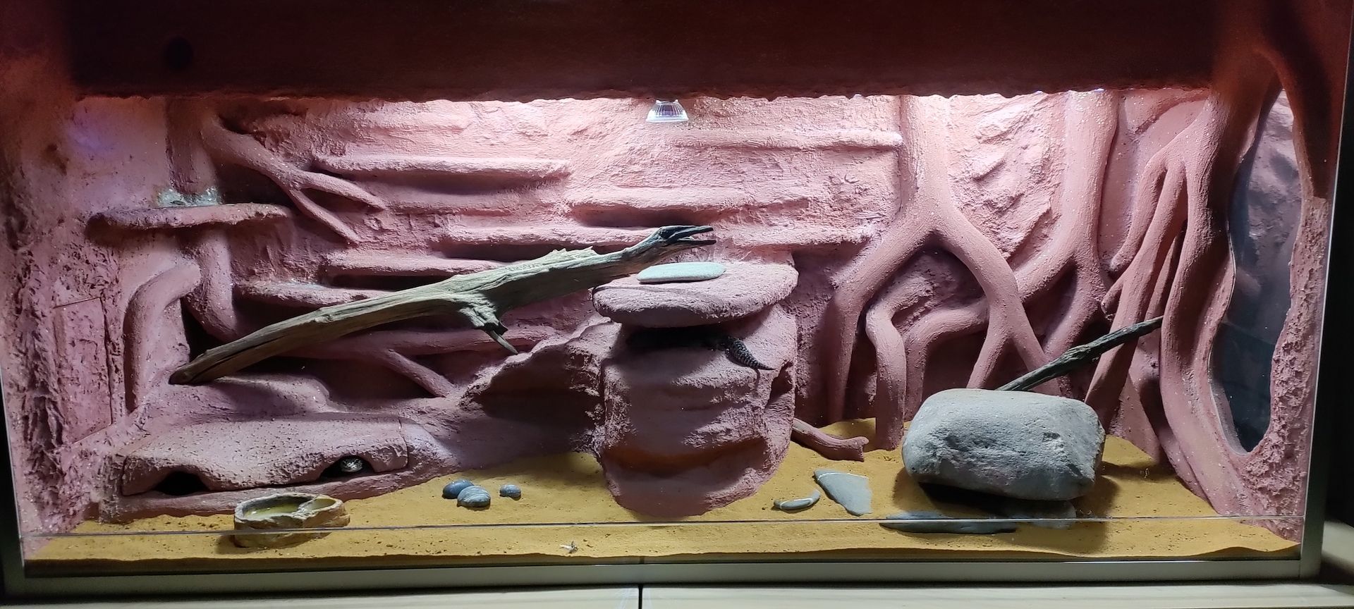 Terrarium, Leopardengecko