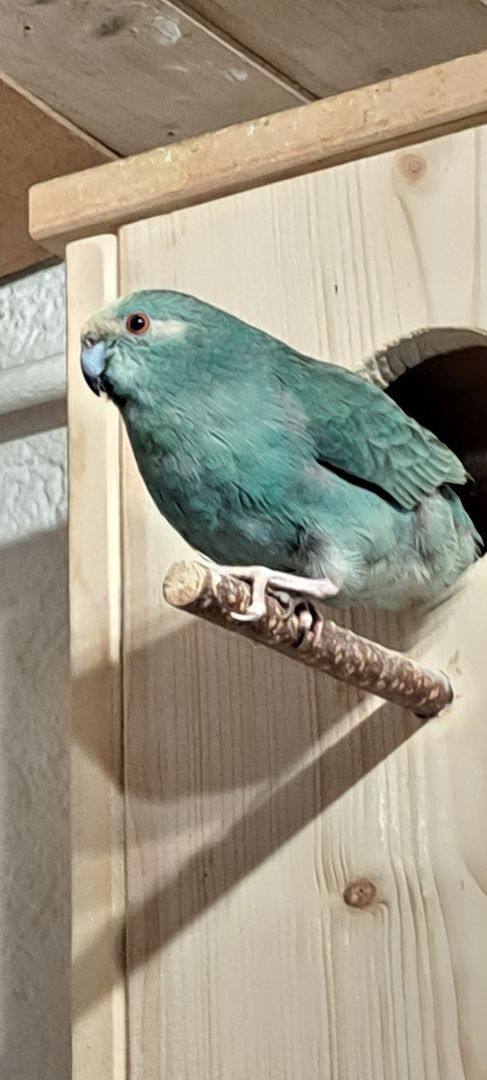 Ziegensittiche Viva Kleinanzeigen Ziegensittiche Viva Kleinanzeigen