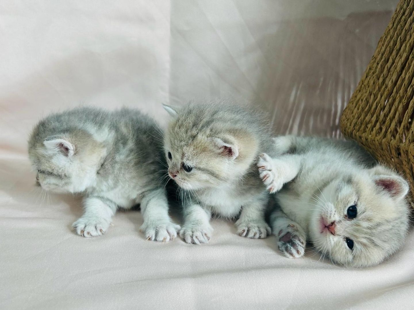 Reinrassige BKH Kitten mit Stammbaum