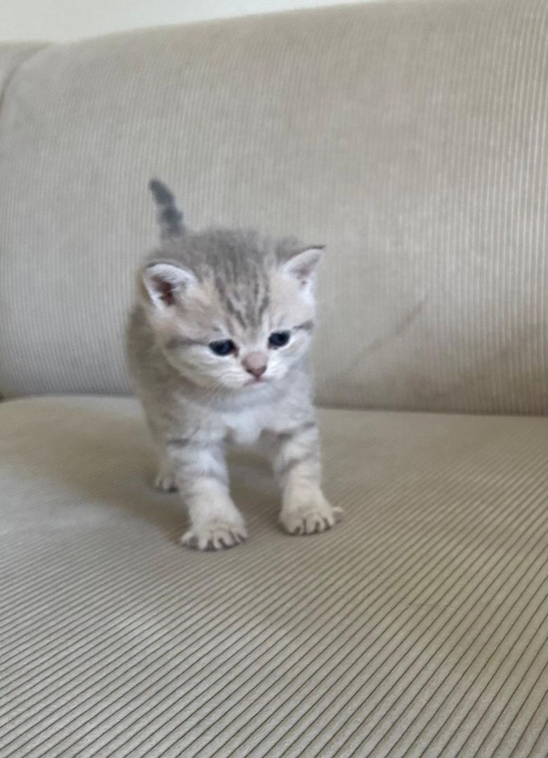 Reinrassige BKH Kitten mit Stammbaum