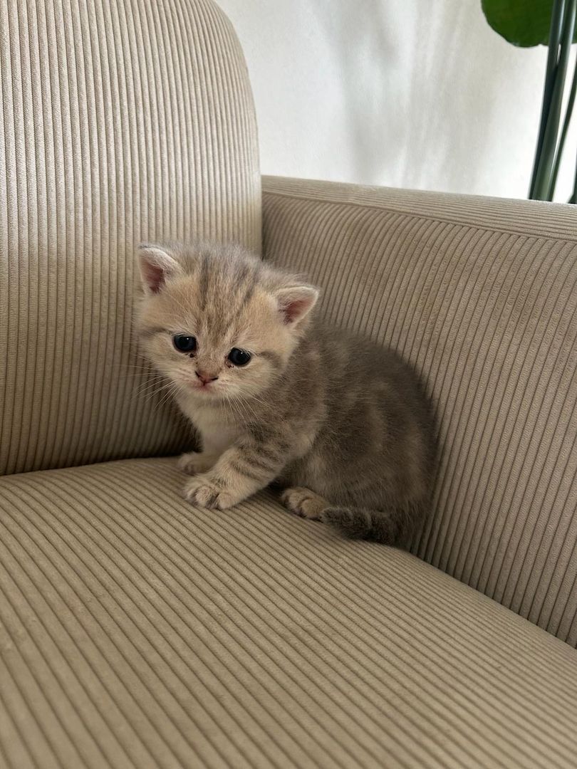 Reinrassige BKH Kitten mit Stammbaum