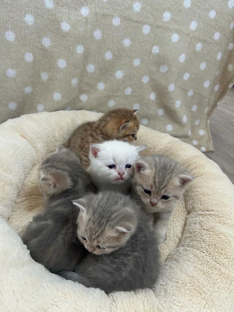 Reinrassige BKH Kitten mit Stammbaum