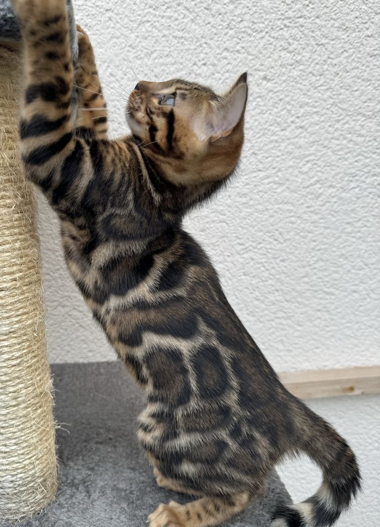 Bengal kitten mit XXL Rosetten