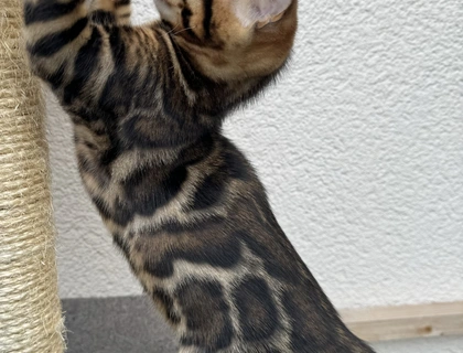 Bengal kitten mit XXL Rosetten