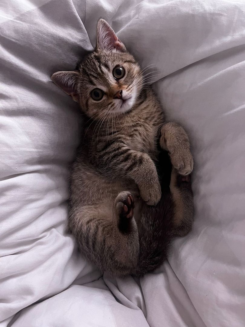 BKH Kitten Mischling