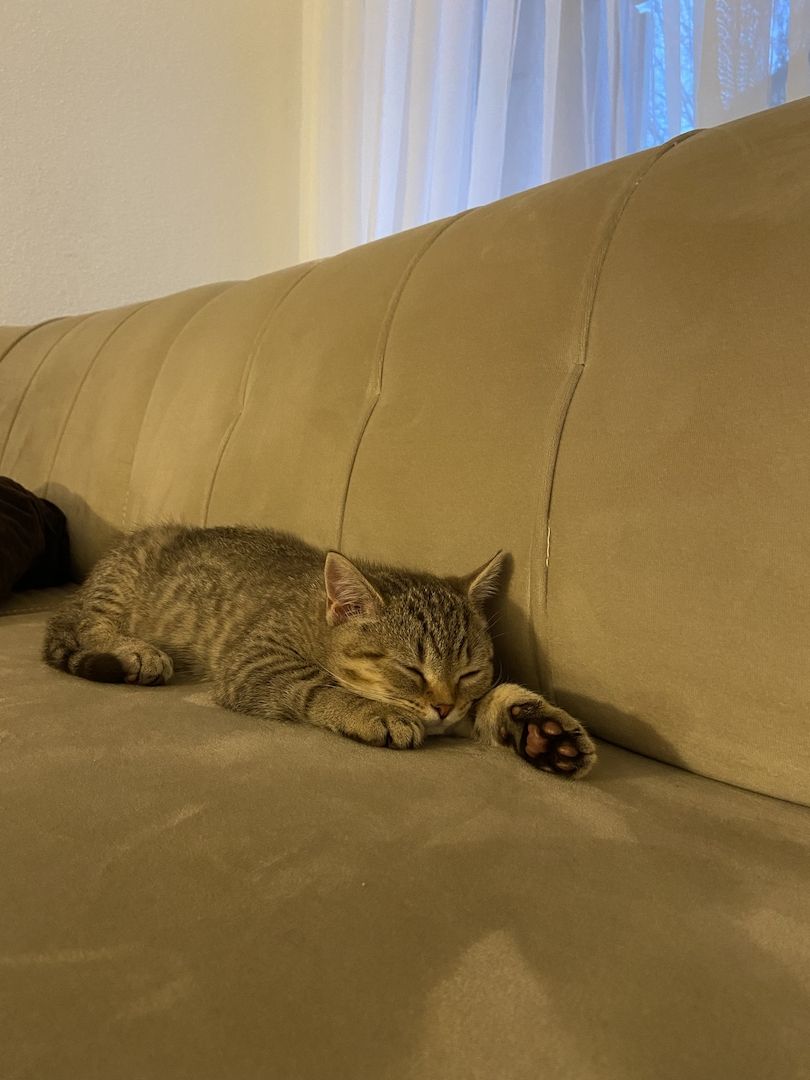 BKH Kitten Mischling