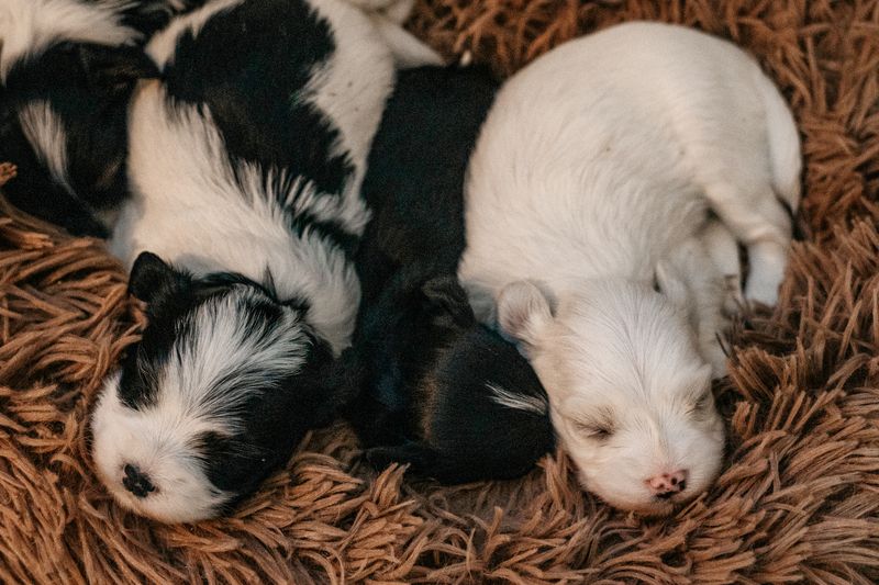 Reinrassige Havaneser Welpen mit Ahnentafel