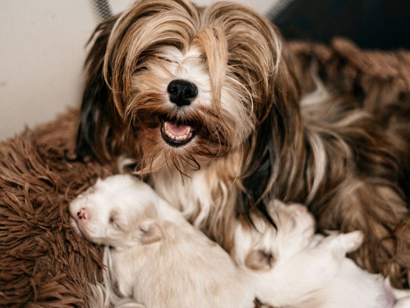 Reinrassige Havaneser Welpen mit Ahnentafel