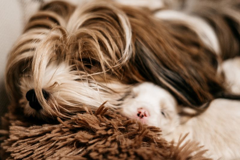 Reinrassige Havaneser Welpen mit Ahnentafel