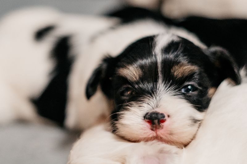 Reinrassige Havaneser Welpen mit Ahnentafel