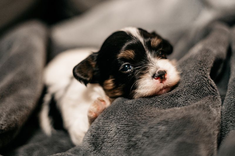 Reinrassige Havaneser Welpen mit Ahnentafel