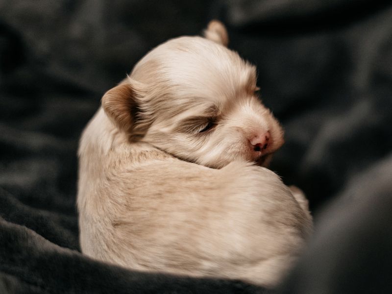 Reinrassige Havaneser Welpen mit Ahnentafel