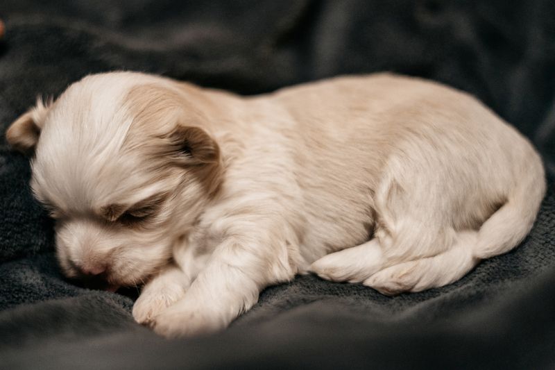 Reinrassige Havaneser Welpen mit Ahnentafel