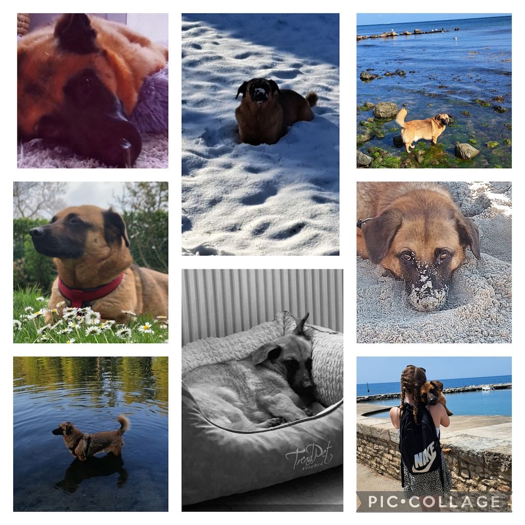 Wir müssen unseren Joshi schweren Herzens abgeben