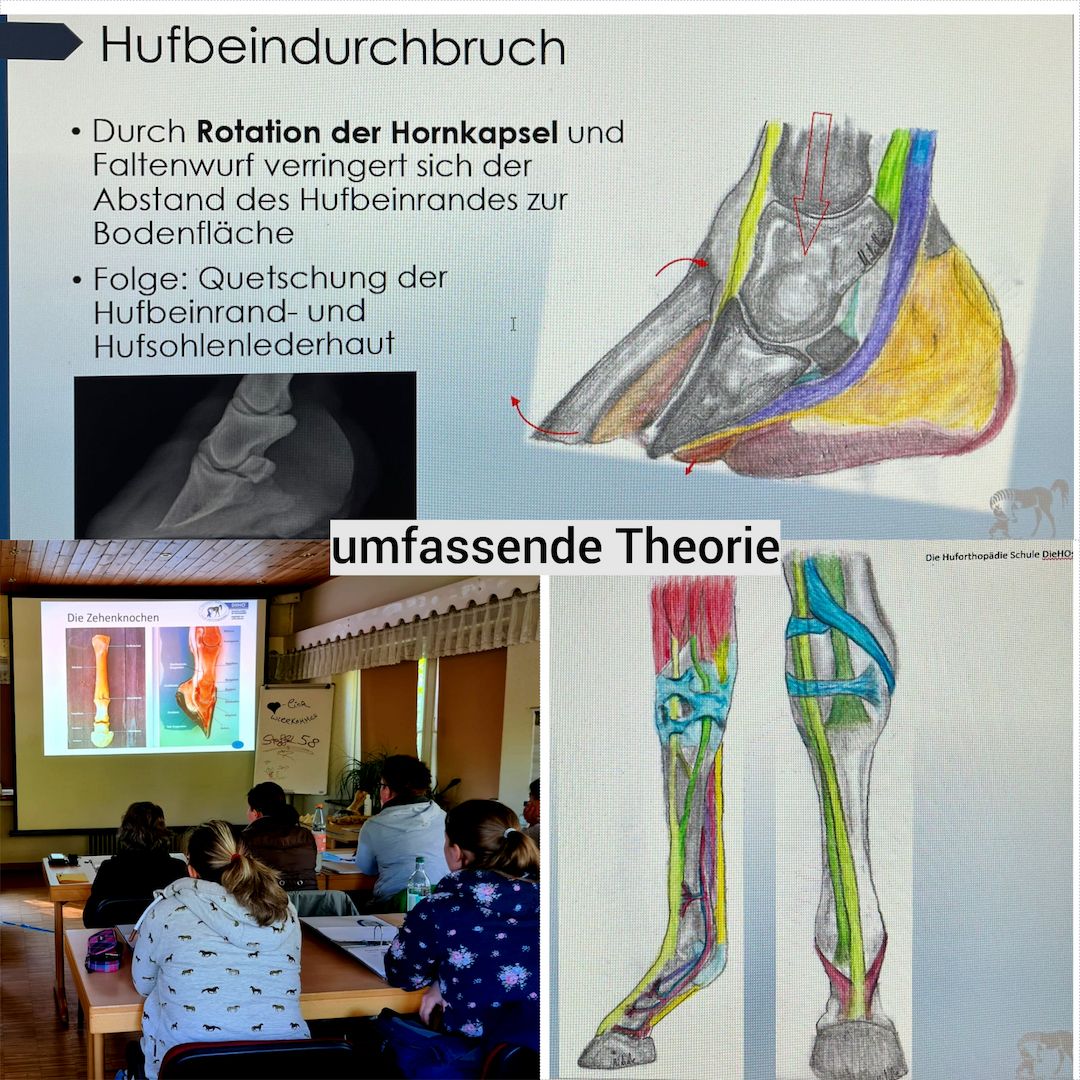 Werde Huforthopäde*in