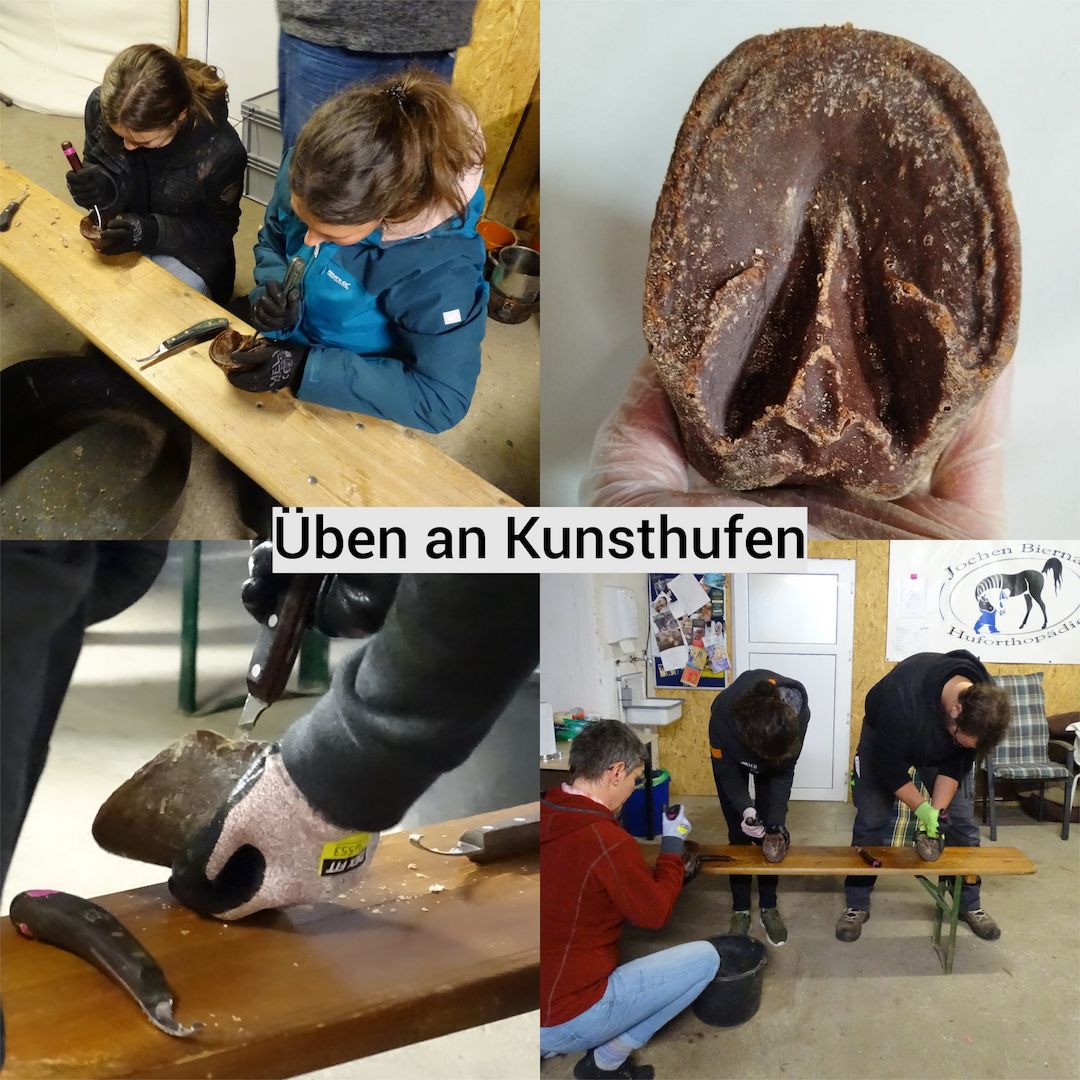 Werde Huforthopäde*in