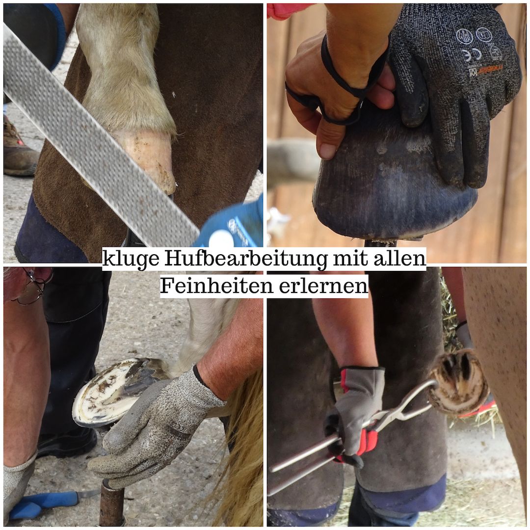 Werde Huforthopäde*in