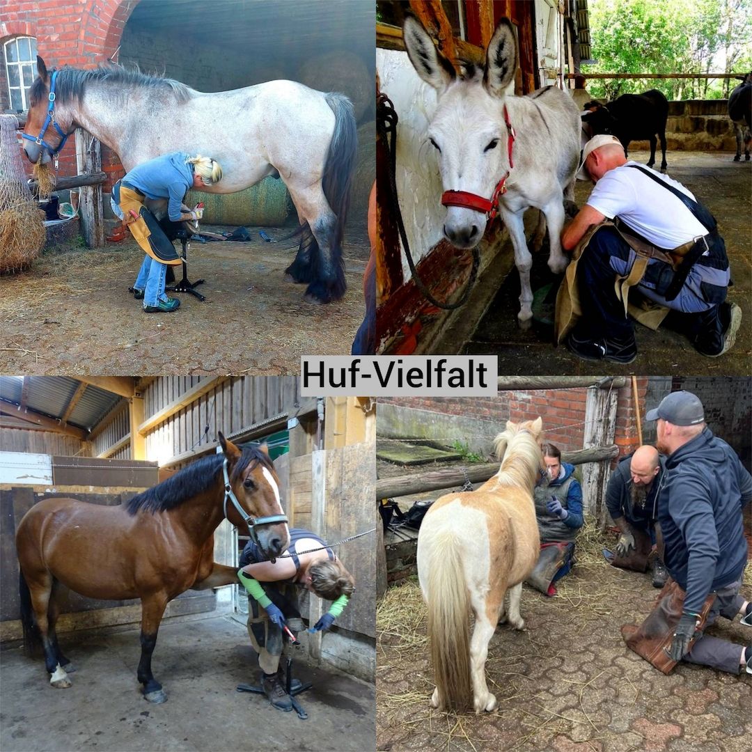 Werde Huforthopäde*in