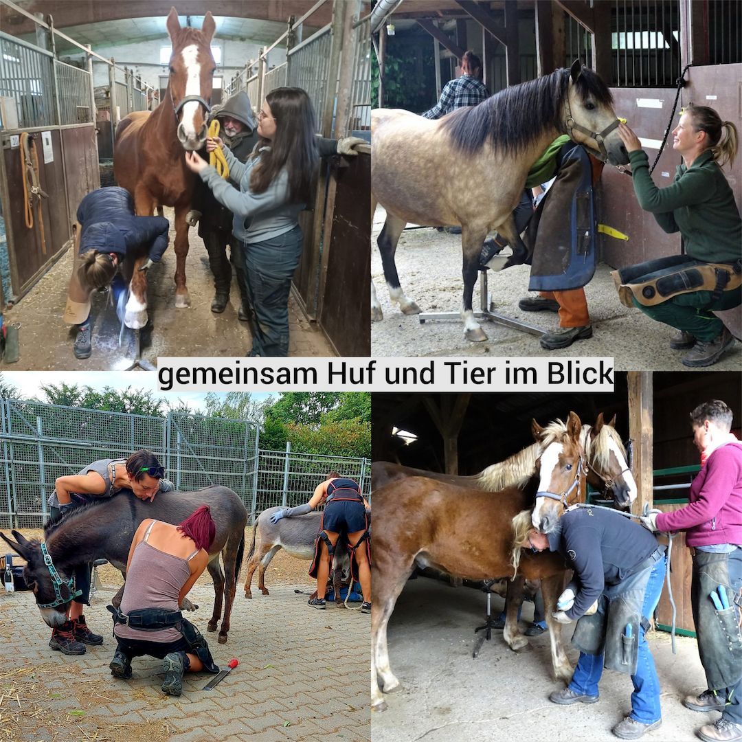 Werde Huforthopäde*in