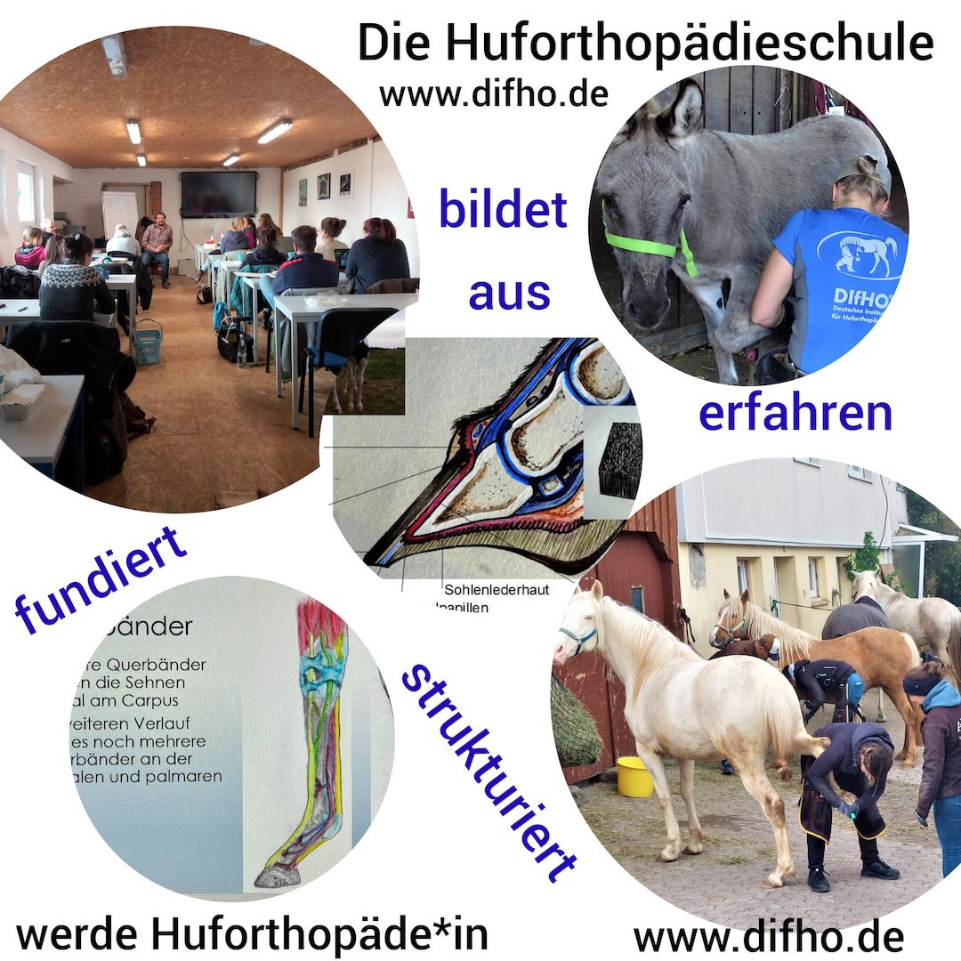 Werde Huforthopäde*in