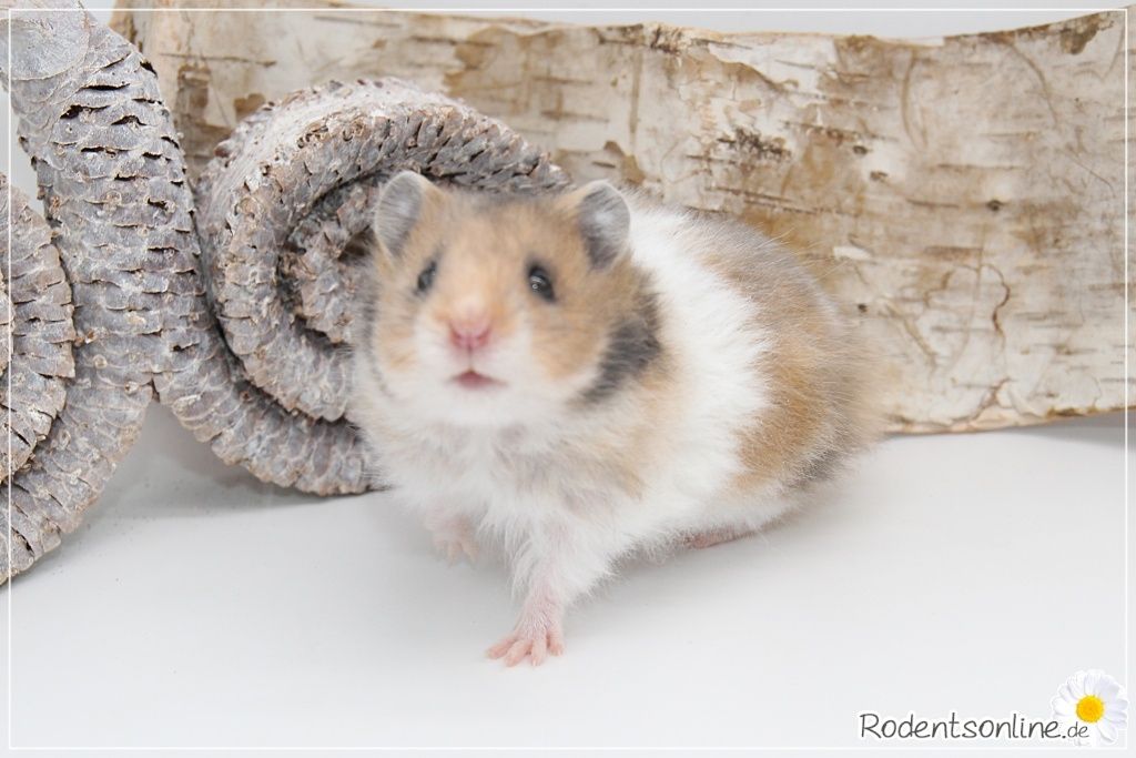 Zauberhafte, zahme Goldhamster und Teddyhamster Jungtiere