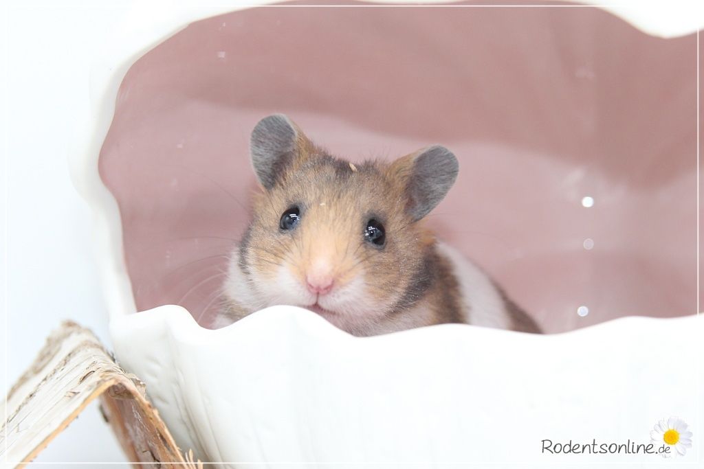 Zauberhafte, zahme Goldhamster und Teddyhamster Jungtiere