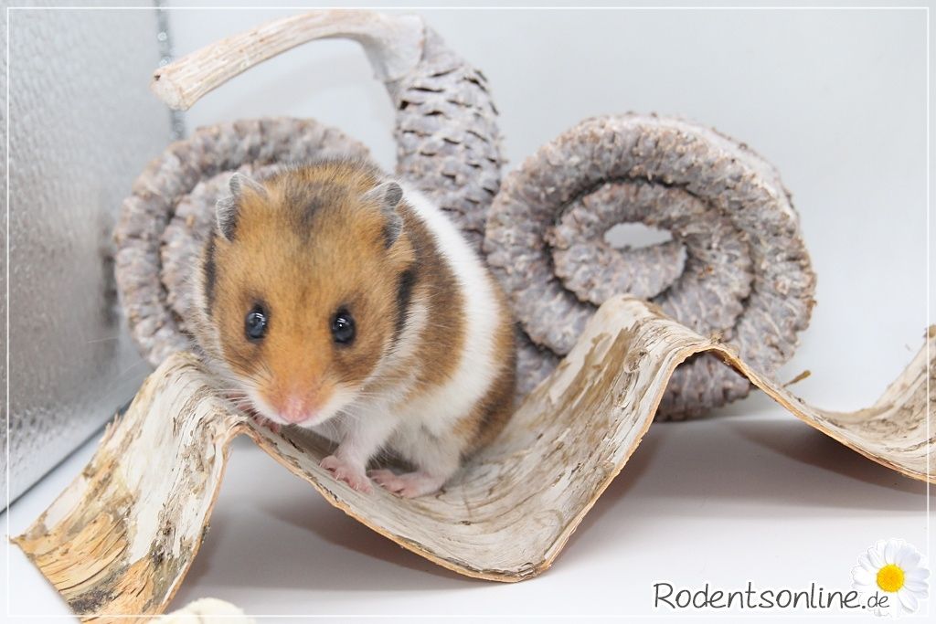 Zauberhafte, zahme Goldhamster und Teddyhamster Jungtiere