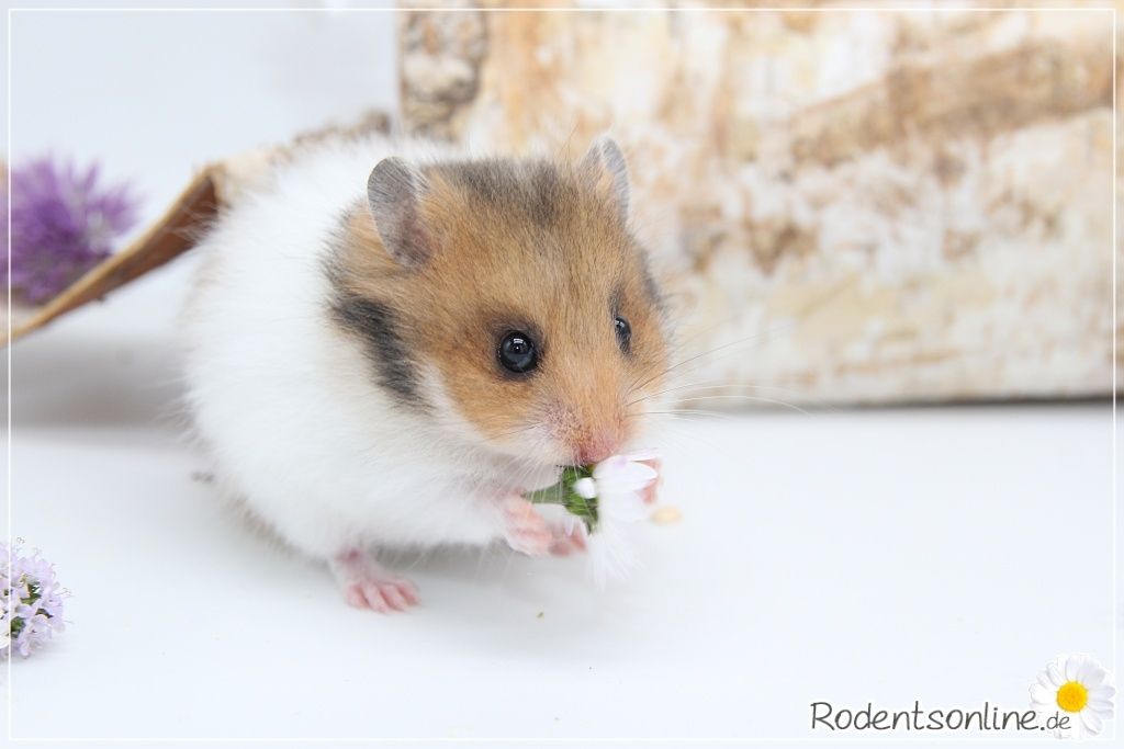Zauberhafte, zahme Goldhamster und Teddyhamster Jungtiere