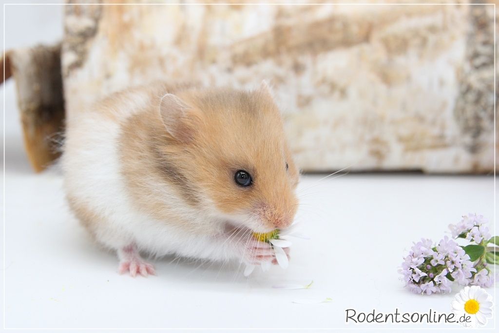Zauberhafte, zahme Goldhamster und Teddyhamster Jungtiere