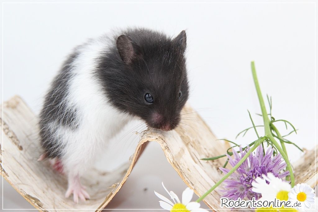 Zauberhafte, zahme Goldhamster und Teddyhamster Jungtiere