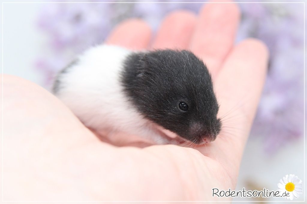 Zauberhafte, zahme Goldhamster und Teddyhamster Jungtiere