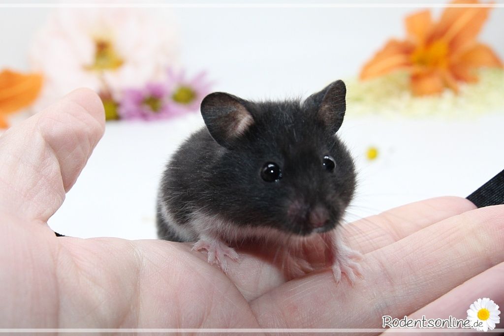 Zauberhafte, zahme Goldhamster und Teddyhamster Jungtiere